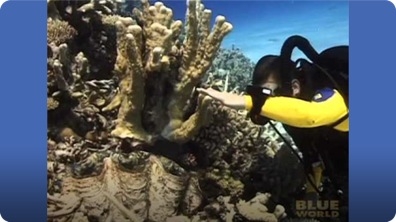 Giant clam grabs a divers hand?