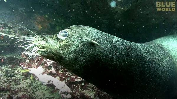 Sea lions play with diver underwater!