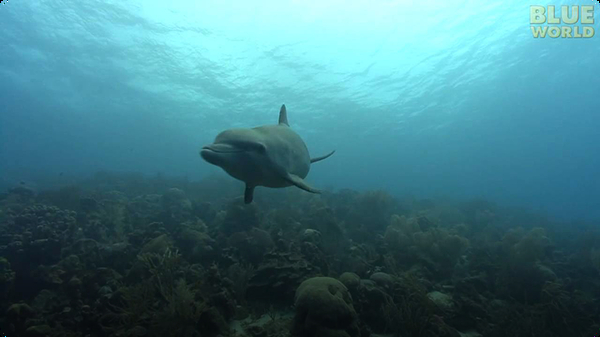 Diver has close encounter with Bottlenosed Dolphin!