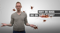 Why Do Bugs Die on Their Backs?