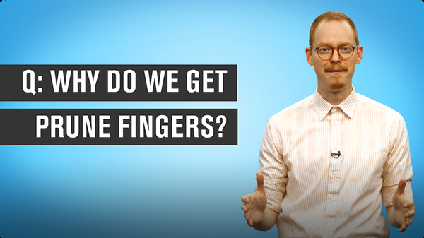 Why Do We Get Prune Fingers?