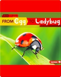 From Egg to Ladybug