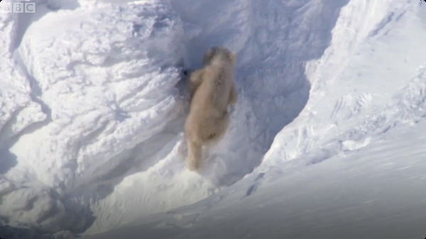 Polar Bear Cubs Out on the Arctic Ice - BBC Planet Earth