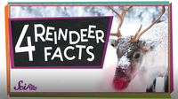 SciShow Kids: 4 Facts to Know About Reindeer