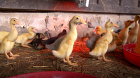 New Home for the Ducklings | Farm Raised With P. Allen Smith