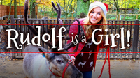 Rudolf is a Girl?! and other Reindeer Facts!