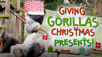 Giving Gorillas Christmas Presents!