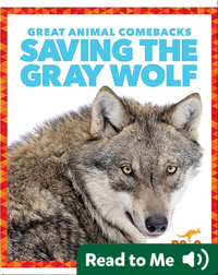Saving the Gray Wolf