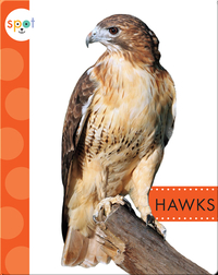 Backyard Animals: Hawks