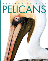 Amazing Animals: Pelicans