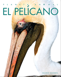 Planeta Animal: El Pelícano