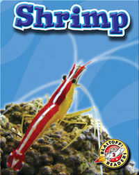 Shrimp: Oceans Alive