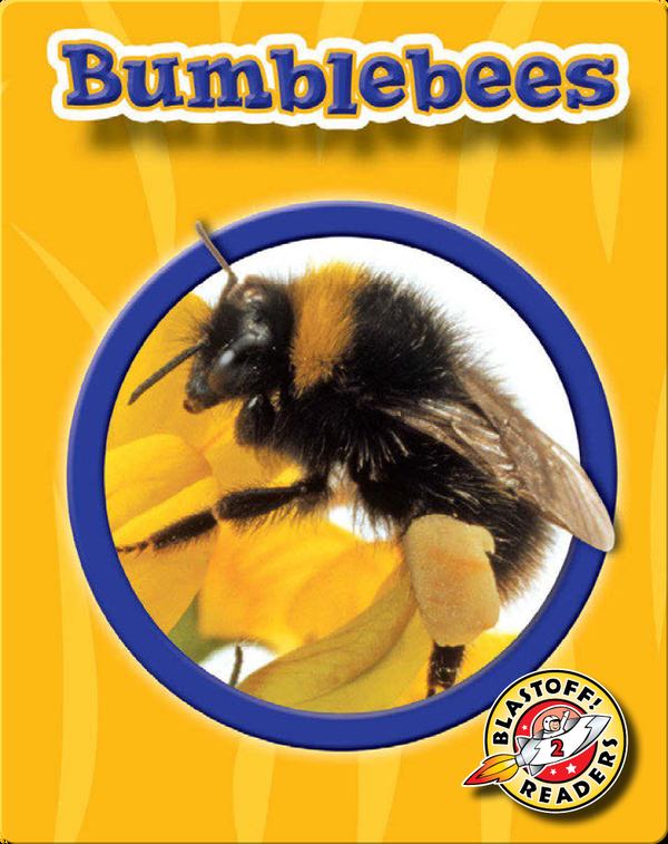 World of Insects: Bumblebees