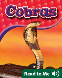 Cobras: Snakes Alive