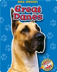 Great Danes: Dog Breeds