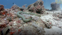 Jonathan Bird's Blue World: Sea Snakes