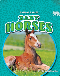 Animal Babies: Baby Horses