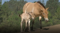 Przewalski's Horse Foals Born at San Diego Zoo