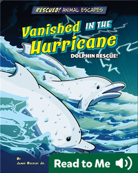 Vanished in the Hurricane: Dolphin Rescue!
