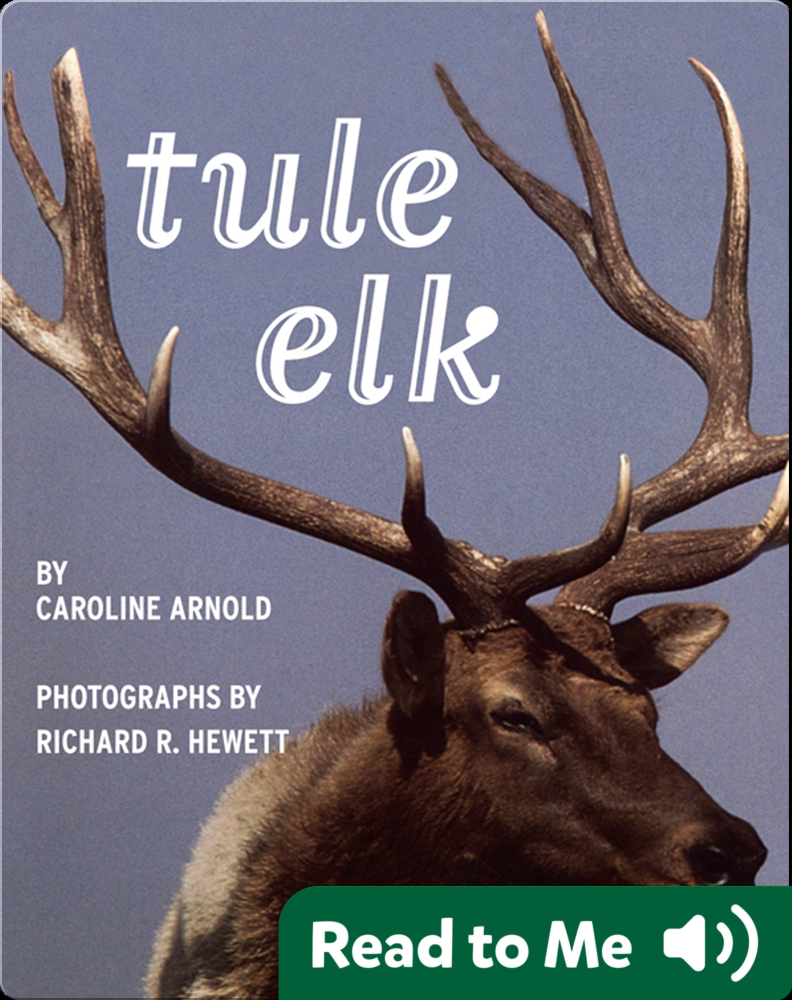 Tule Elk Children's Book by Caroline Arnold With Illustrations by