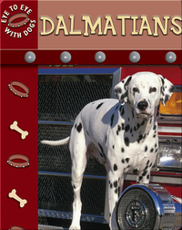 Eye To Eye With Dogs: Dalmatians