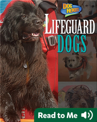 Lifeguard Dogs