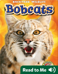 Backyard Wildlife: Bobcats