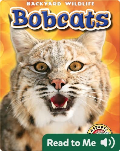 Backyard Wildlife: Bobcats