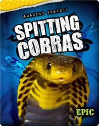 Amazing Snakes! Spitting Cobras