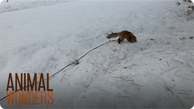 Fox Walk With a GoPro