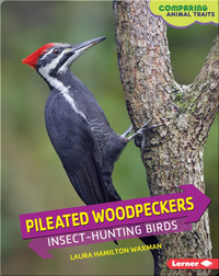 Pileated Woodpeckers: Insect-Hunting Birds