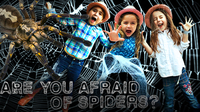 SPIDERS: Facts about Spiders - Orb Weaver Spider | Are you Afraid of Spiders?