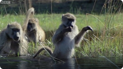 Monkeys Wading Through Water - BBC Planet Earth