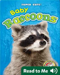 Super Cute! Baby Raccoons