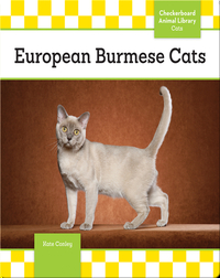 European Burmese Cats