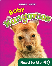 Super Cute! Baby Kangaroos