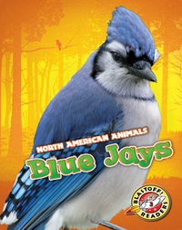 North American Animals: Blue Jays
