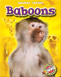 Baboons: Animal Safari