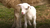 A New Lamb in the Family | Farm Raised With P. Allen Smith