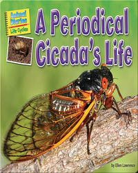 A Periodical Cicada's Life