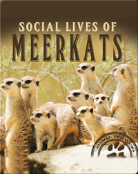 Social Lives of Meerkats