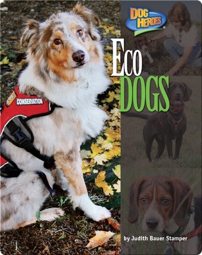 Eco Dogs