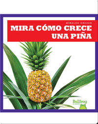Mira cómo crece una piña (Watch a Pineapple Grow)
