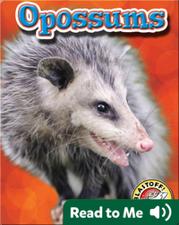 Opossums: Backyard Wildlife