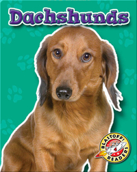 Dachshunds: Dog Breeds