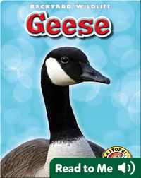 Geese: Backyard Wildlife