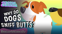 Why Do Dogs Sniff Butts? | COLOSSAL QUESTIONS