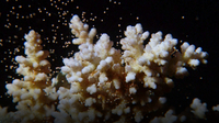 BBC Life: Coral Reef