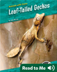 Animals With Camo: Leaf-Tailed Geckos