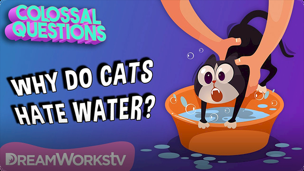 Colossal Questions: Why Do Cats Hate Water?